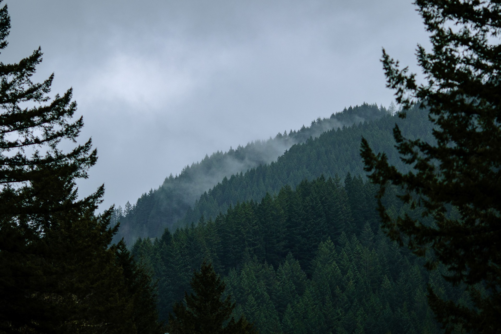 Foggy Forest Trees Foggy Forest Trees